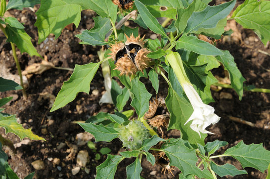 Bl&uuml;te und Fr&uuml;chte eines Stechapfels