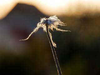 Blumen beim Sonnenuntergang
