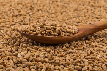 Wheat grain on white