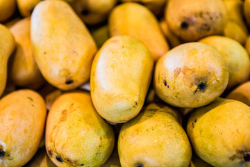 Macro closeup of pile of many champagne mangoes in farmer's market