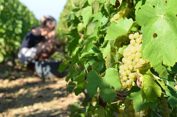 Vendangeur au travail