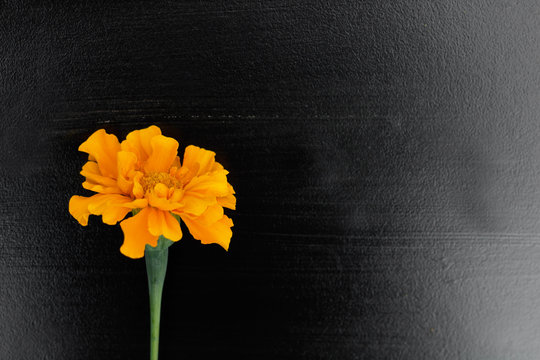 Fototapeta marigold on black matt background, top view, copy space.
