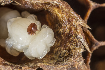 Varroa destructor on a queen honeybee pupa