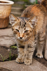 Striped brown kitten with big ears and mustaches close-up