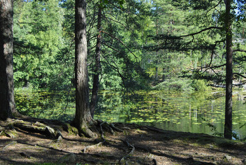 Fototapeta premium Trees with large roots in the background of the lake.