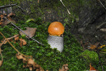 A small mushroom on a green lawn. Beautiful fresh mushroom. Mushroom with orange cap