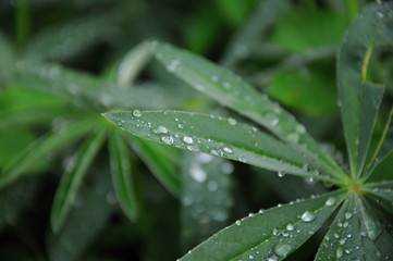 Macro detail of green leaf after rain
