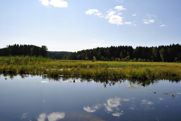 Small pond. Water reed. Water cane against the background of the pond and forest. Nature pond forest park. Small pond on the forest.