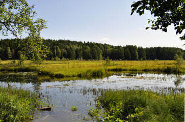 Small pond. Water reed. Water cane against the background of the pond and forest. Nature pond forest park. Small pond on the forest.
