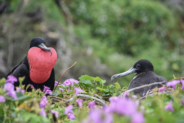 Frigate bird