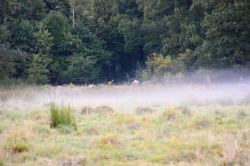 Dunst auf einer Wiese