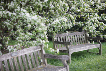 Ancient wooden bench in the park in the spring