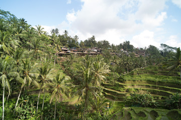 Fototapeta na wymiar Rice terrace in summer, Bali, Indonesia