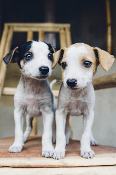 Two Puppies Standing Together