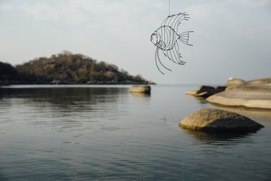 Wire Angelfish swimming in the sky