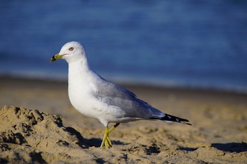 Stunning Seagulls of Virginia Beach Captured at the Golden Hour