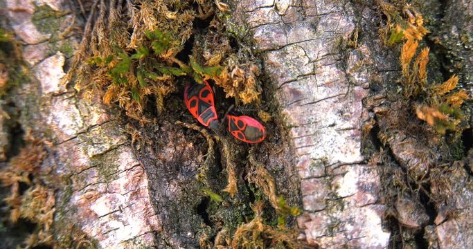 Insetti `Pyrrhocoris apterus` infestano albero camminando sulla corteccia