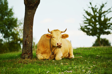 beige cow lies on a meadow under a tree