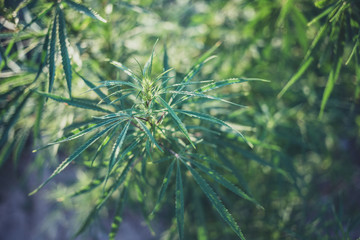 Fresh hemp grows in the countryside