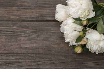 White peony on wooden background