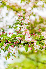 Light pink cherry blossoms with bokeh and rain drops on leaves