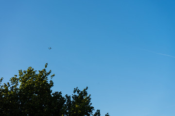 tree with blue sky and plane in the back