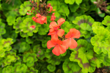 beautiful red flower close up blooming with green leaf