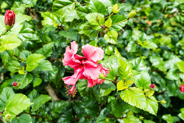 rosa sinensis hibiscus flower malvaceae in garden