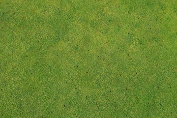 Aerated putting green on golf course - maintenance background