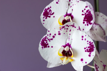 Orchid look