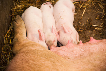 Little pigs breastfeeding in a pig farm