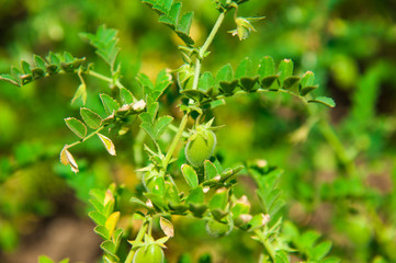 Fototapeta premium Chickpea crop field