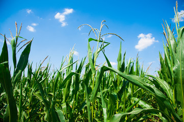 Obraz premium Green corn field