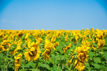 Obraz premium Sunflower field. Summer landscape