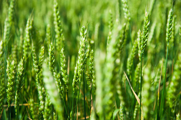 Fototapeta na wymiar Ripening wheat field