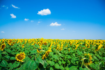 Obraz premium Sunflower field. Summer landscape