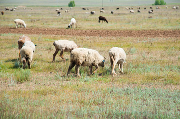 Fototapeta premium Flock of sheep on the meadow