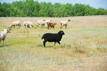 Flock of sheep on the meadow
