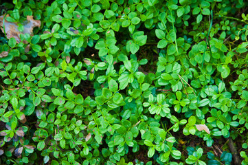 Forest Soil with Grass