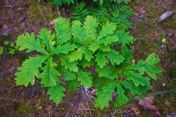 Small oak tree in the forest