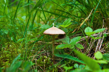 Russula mushroom in the coniferous forest