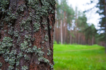 Texture bark of pine tree closeup