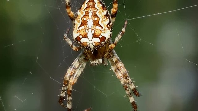 Spider hanging on the web - macro. Insect predator - a symbol of tenacity and netting. Arthropod a large spider waits for prey.