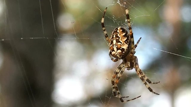 Spider hanging on the web. Insect predator - a symbol of tenacity and netting. Arthropod a large spider waits for prey.