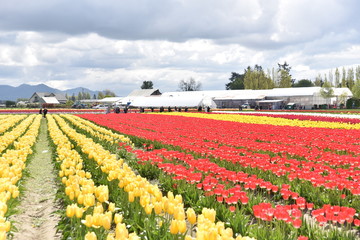 Tulip Festival
