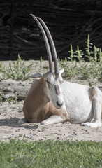 Antylopa Oryks © Asfodel