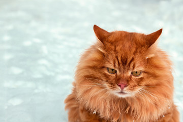 Red headed angry cat sitting on snow