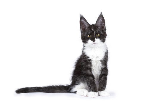 Black and white smoke Maine Coon cat kitten sitting isolated on white