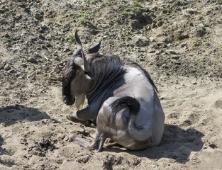 Antylopa Gnu © Asfodel