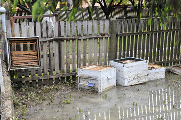 The consequences of flooding, flooded destroyed bee hives